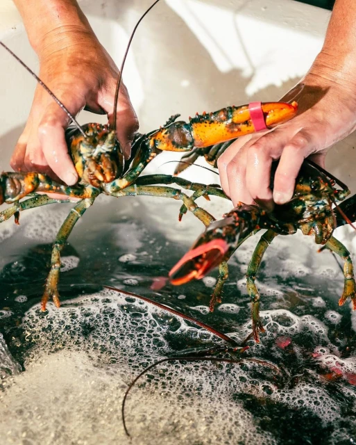 Close-up of two lobsters being held in a container of water by an adult's hands, showcasing seafood, food photography, and fresh catch.