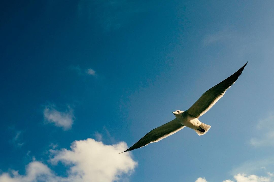 A seagull soars in flight against a vibrant blue sky dotted with soft, white clouds on a bright day, captured from a low angle.