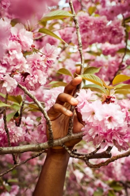Close-up of arm and hand of a person with dark skin reaching to touch a branch of a pink cherry blossom tree with green leaves in nature.