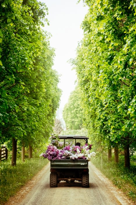 View of utility vehicle filled with purple and white flowers on a dirt road, flanked by lush green trees forming a natural tunnel.
