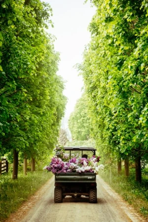 View of utility vehicle filled with purple and white flowers on a dirt road, flanked by lush green trees forming a natural tunnel.