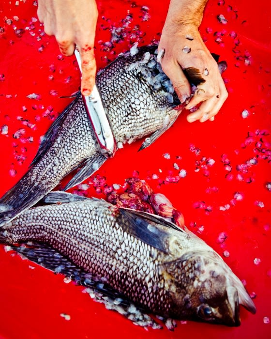 Fresh fish being prepared on a red surface with a knife and human hands visible, showing scales and raw fish. 