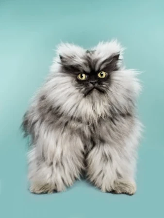 Fluffy long-haired grey and black cat with bright yellow eyes against a solid turquoise background