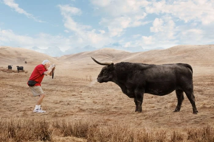 Elderly man photographing a large black bull in a rural landscape with rolling hills and blue skies with fluffy clouds, captured at eye-level.