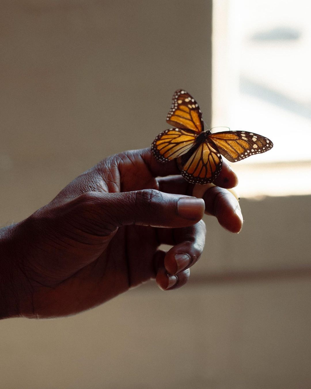 Monarch butterfly on an African-descent adult's hand, illuminated by soft natural light from a nearby window, indoors, in close-up.