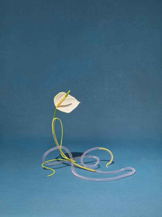 Anthurium flower with clear tubing and neon yellow accent, set against a blue background. Modern, sleek floral arrangement.