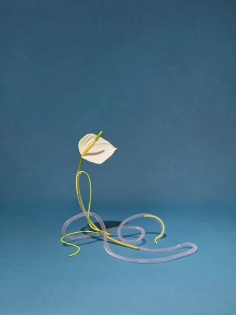 Anthurium flower with clear tubing and neon yellow accent, set against a blue background. Modern, sleek floral arrangement.