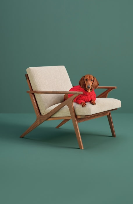 Dachshund dog wearing a red sweater lounging on a modern upholstered lounge chair against a green studio backdrop, showcasing indoor canine comfort.