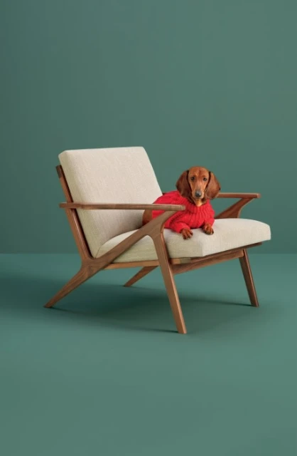 Dachshund dog wearing a red sweater lounging on a modern upholstered lounge chair against a green studio backdrop, showcasing indoor canine comfort.