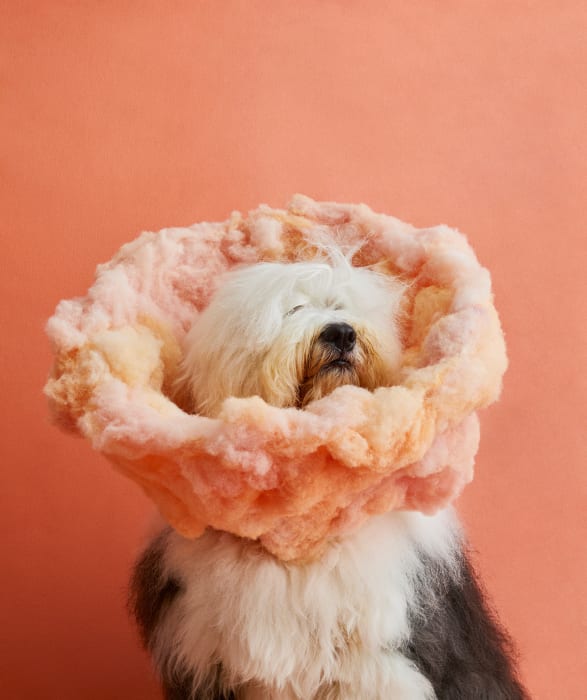 Old English Sheepdog with fluffy peach and white cotton candy on its head against a peach colored backdrop in a studio.