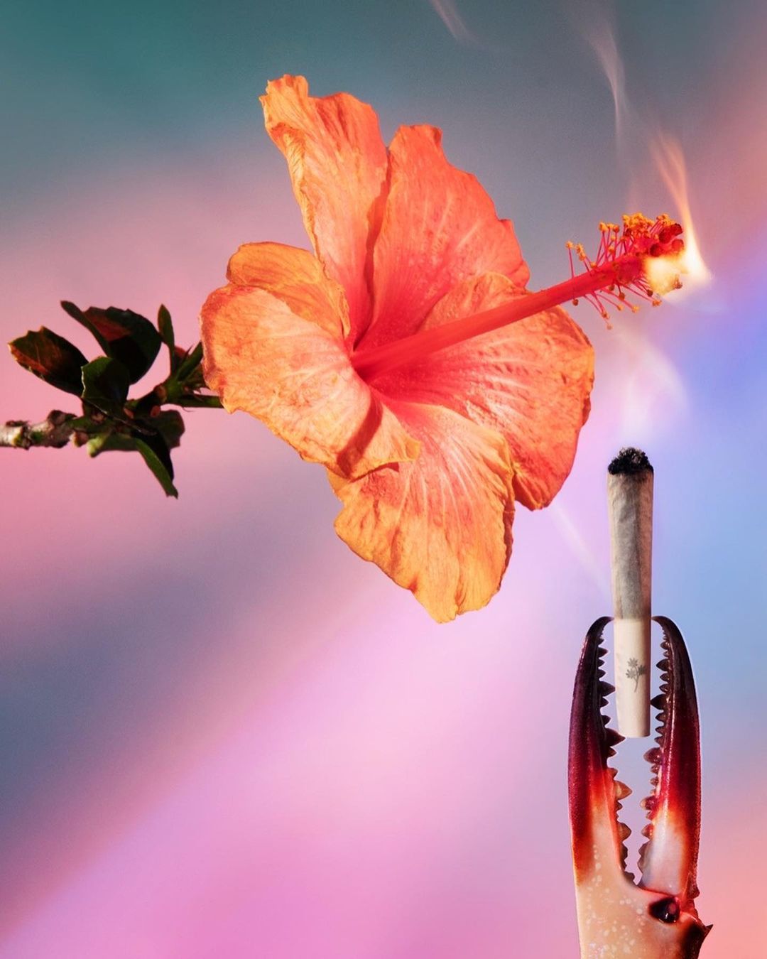 Still life photo with orange hibiscus flower, smoking item in crustacean claw, and a blend of blue and pink gradient lighting.