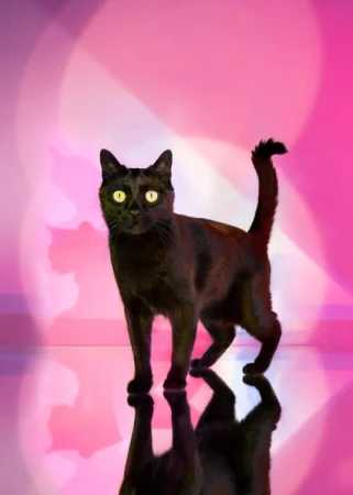 Black cat standing on a reflective surface against a vibrant pink backdrop with soft bokeh and shadow silhouettes