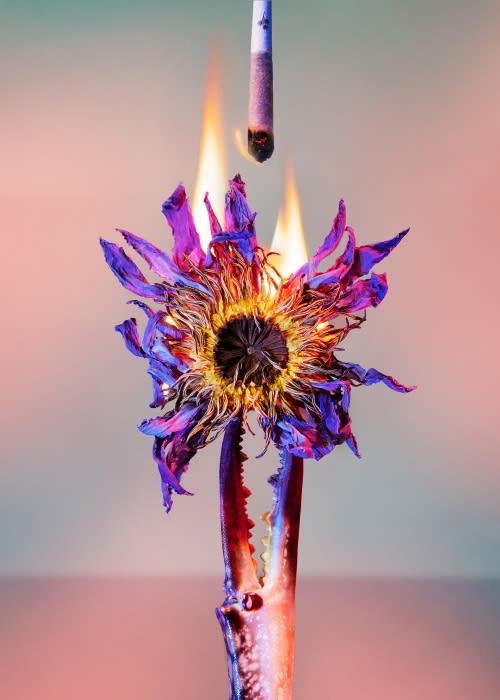 Dramatic close-up of a dying purple lotus flower held by a metallic crab claw, with flames flickering and a smoldering joint above.