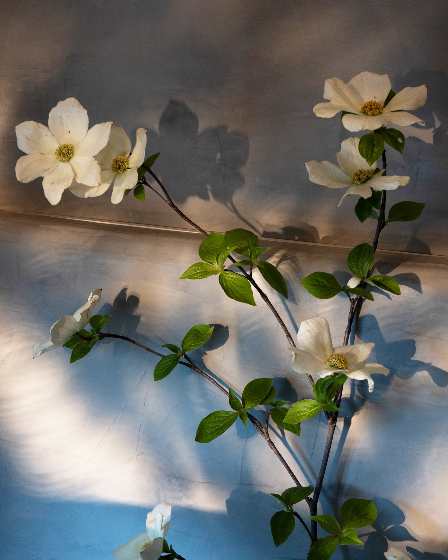 Dogwood flowers branch with green leaves against textured blue-gray wall, casting soft shadows; serene botanical still life.