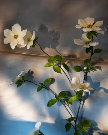 Dogwood flowers branch with green leaves against textured blue-gray wall, casting soft shadows; serene botanical still life.