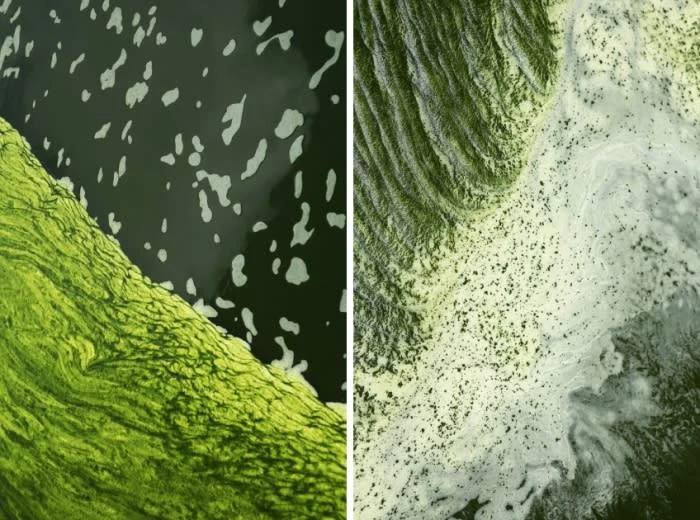Aerial view of dark green and white foam in a body of water, creating abstract patterns and a textured surface.