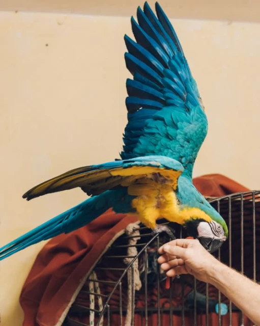 A blue-and-yellow macaw parrot with outstretched wings perches on a metal cage while a person offers a treat, indoors.