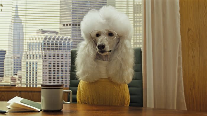 A white poodle with glasses sits at a desk in front of a cityscape backdrop, a mug and papers on the desk. Pet portrait.