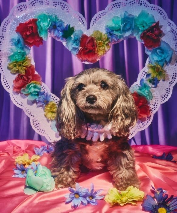 Adorable dog poses in front of a heart-shaped decoration with colorful flowers, set against a purple backdrop on a pink surface.