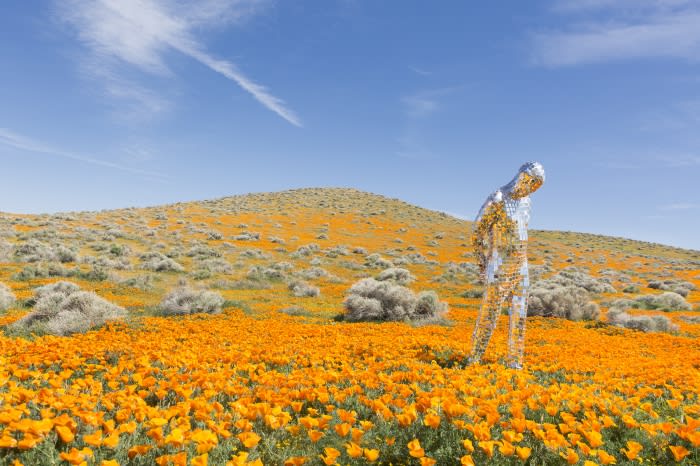 Human-shaped reflective sculpture in a field of orange wildflowers, with rolling hills and a blue sky backdrop, creating an artful scene.