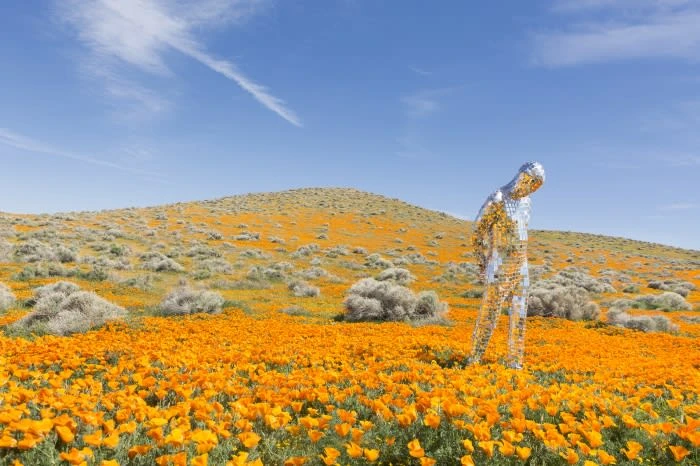 Human-shaped reflective sculpture in a field of orange wildflowers, with rolling hills and a blue sky backdrop, creating an artful scene.