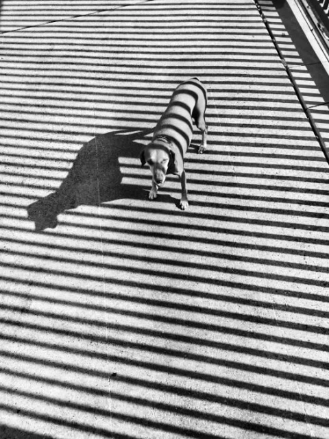 Dog stands on concrete in harsh sunlight, casting strong striped shadows across body and the ground surrounding it on a sunny day.