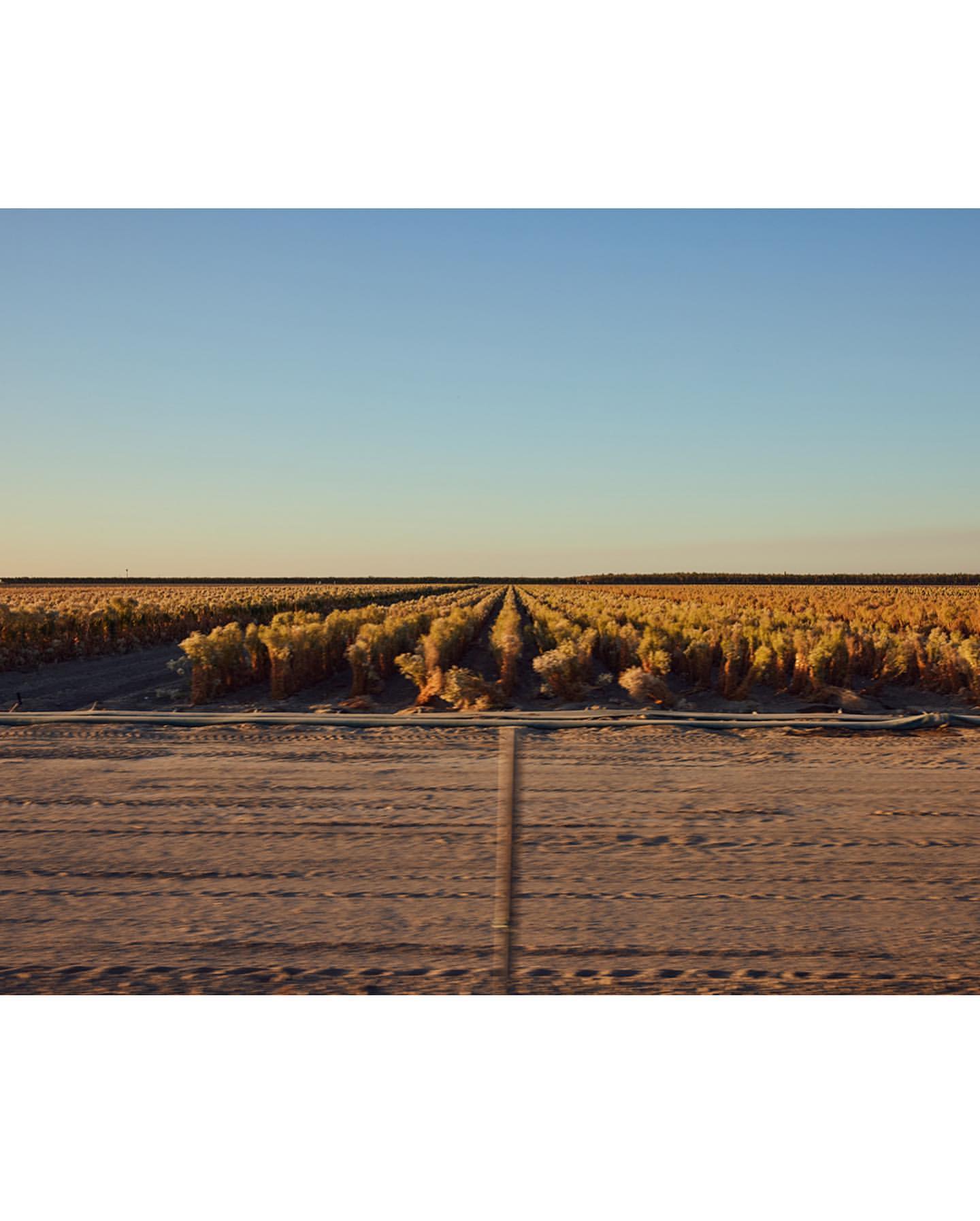 Agricultural landscape featuring rows of crops extending into the horizon under a clear blue sky, depicting a serene rural scene.