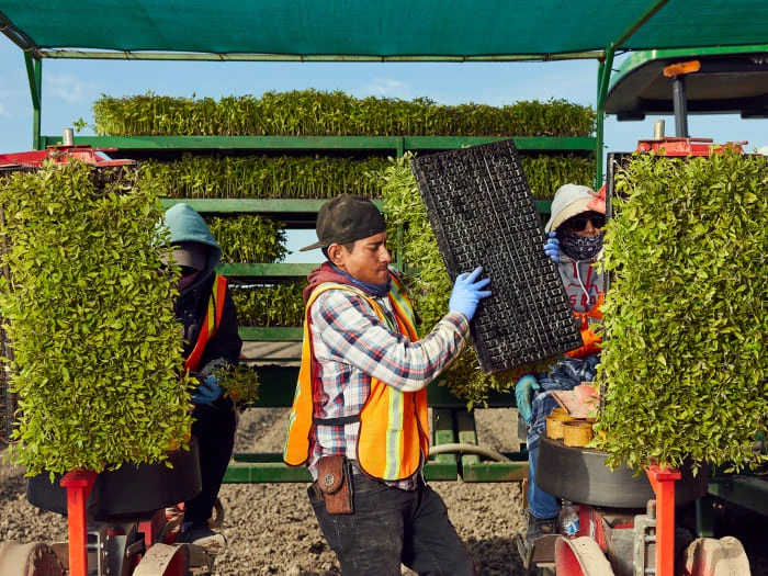 Farmworkers planting seedlings in a field using a transplanter machine, wearing gloves and safety vests, under a covered structure on a sunny day.