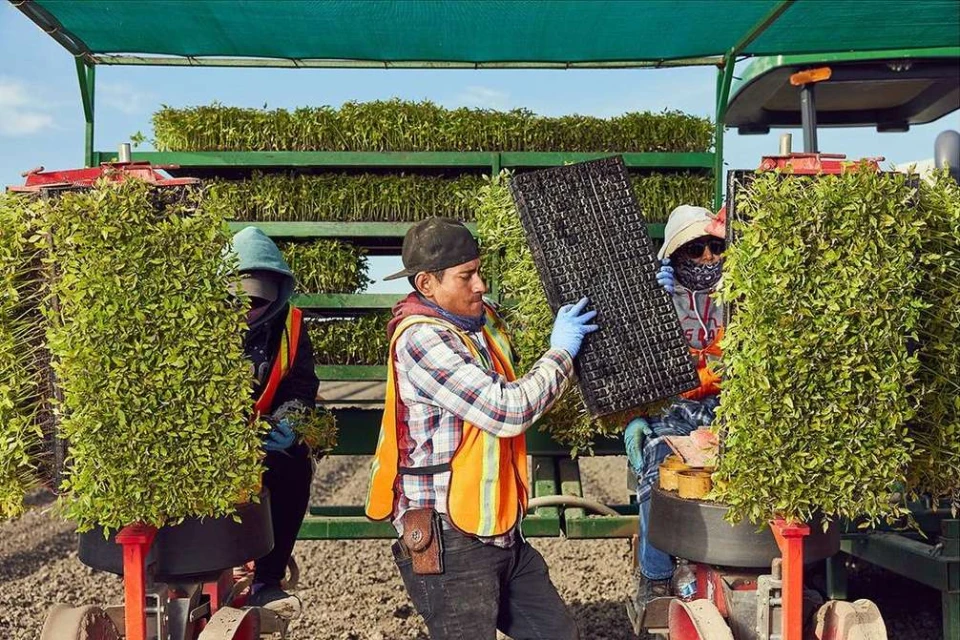 Farmworkers transplanting seedlings using a tractor-mounted transplanter in a field under a shade structure on a sunny day.