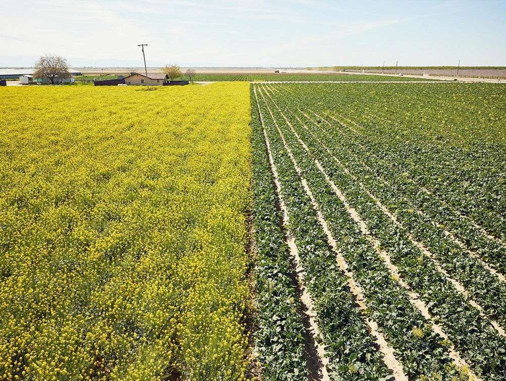 Aerial view of a rural agricultural landscape featuring adjacent fields of blooming yellow canola and green crops under a clear, bright sky.