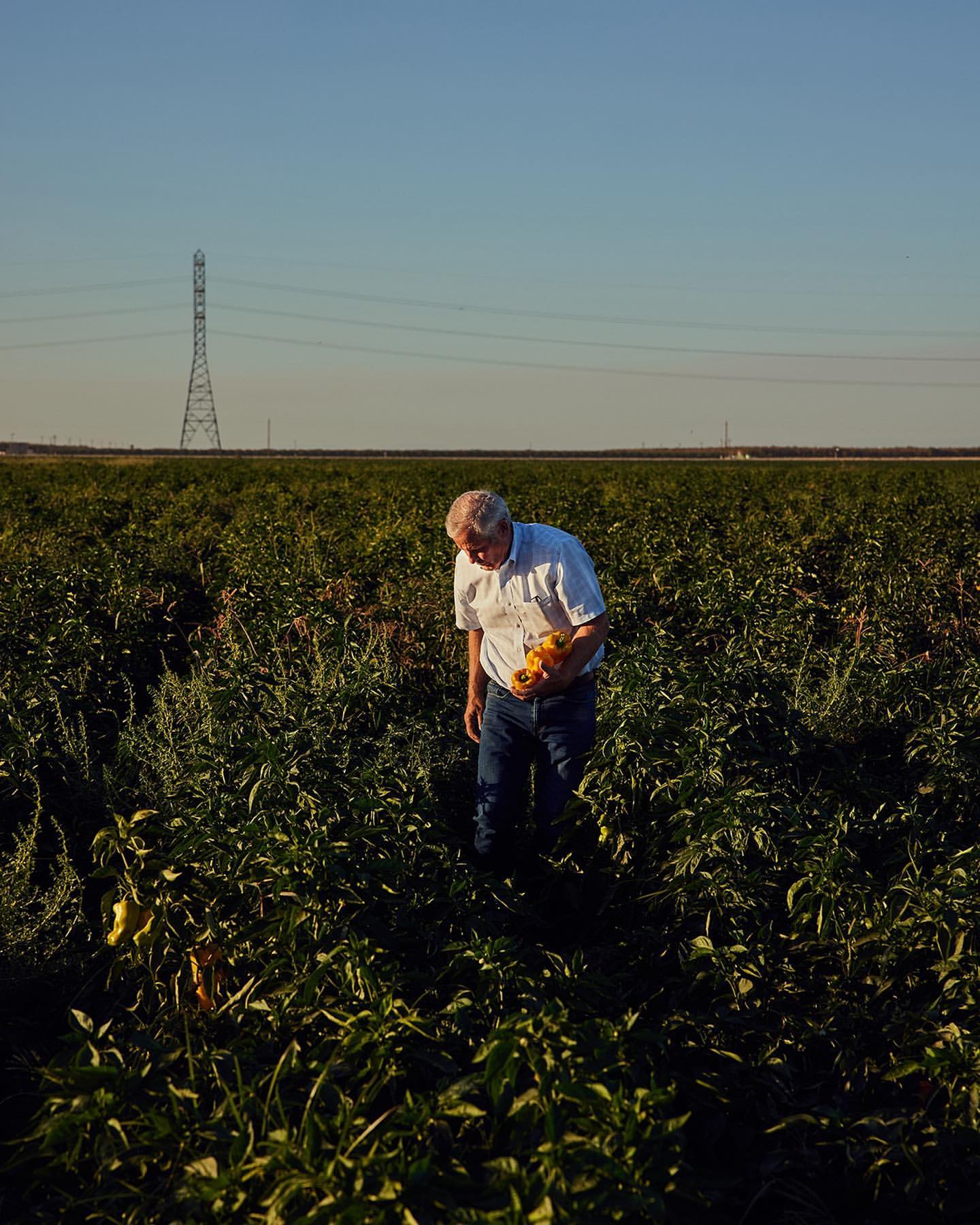 An elderly farmer standing in a field of crops holding freshly picked yellow bell peppers on a sunny day under a blue sky.