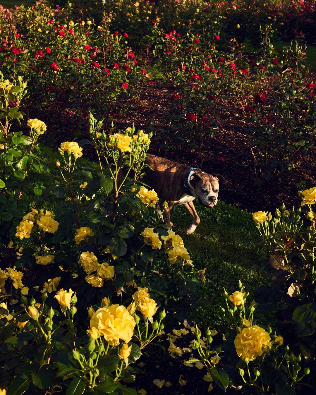 Boxer dog stands among lush yellow and red roses in an outdoor garden setting with grass and mulch visible, creating a natural scene.