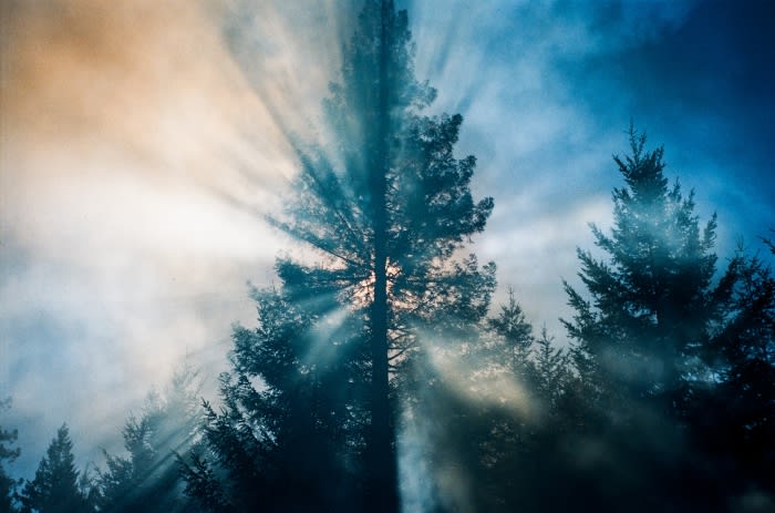 Sun rays stream through a misty forest landscape, illuminating the tops of evergreen trees and creating a serene, atmospheric view.