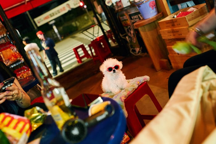 White dog with red sunglasses sitting on a red plastic stool outdoors at night, surrounded by tables and people.