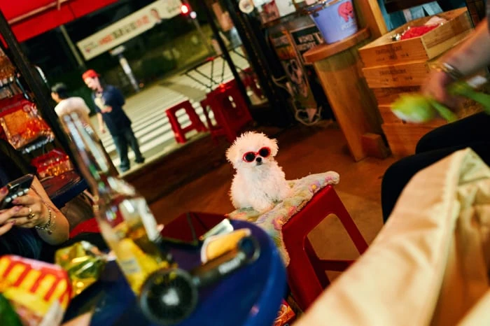 White dog with red sunglasses sitting on a red plastic stool outdoors at night, surrounded by tables and people.