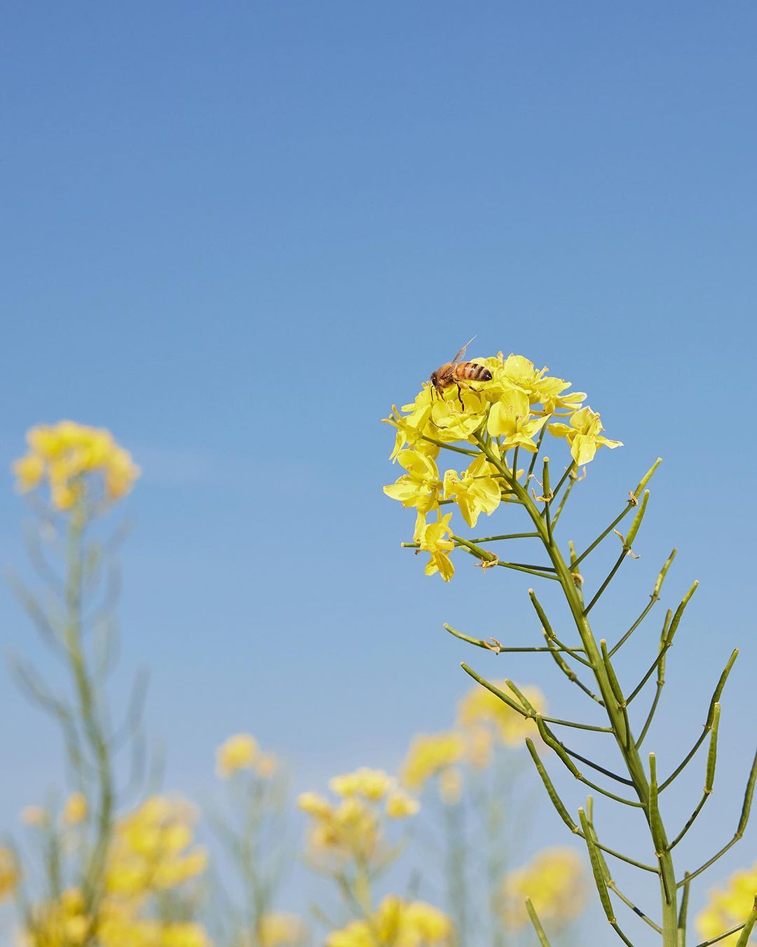 Close-up of a honeybee perched atop a vibrant yellow flower against a clear blue sky, with blurred flowers in the background.