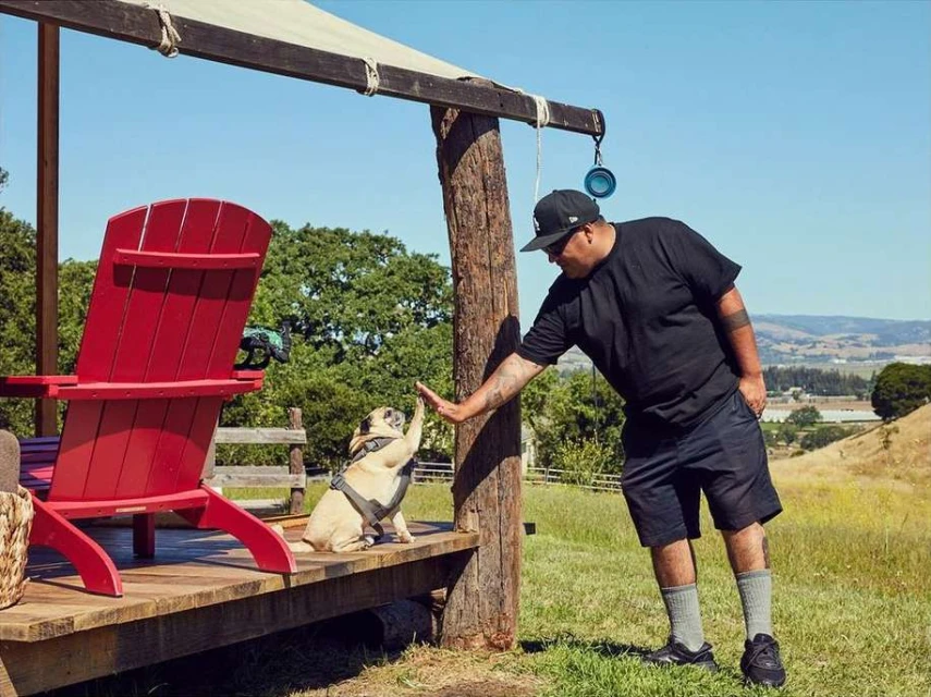 An adult male gives a high-five to a pug on a wooden porch with a red Adirondack chair under a canopy on a sunny day outdoors.