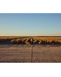 Expansive view of an agricultural field with neat rows under a clear blue sky, captured by photographer Ryan Young in California.