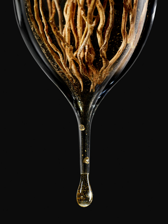 Close-up of transparent glass vase filled with liquid, showcasing an arrangement of golden, root-like plants, highlighted against black backdrop.