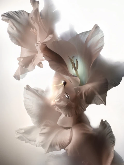 Close-up of a pale pink gladiolus flower with delicate petals, softly lit and captured in a floral still life.