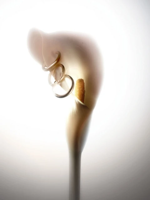 Elegant still life close-up of a white calla lily with golden pistil, adorned with gold rings on a bright white background.