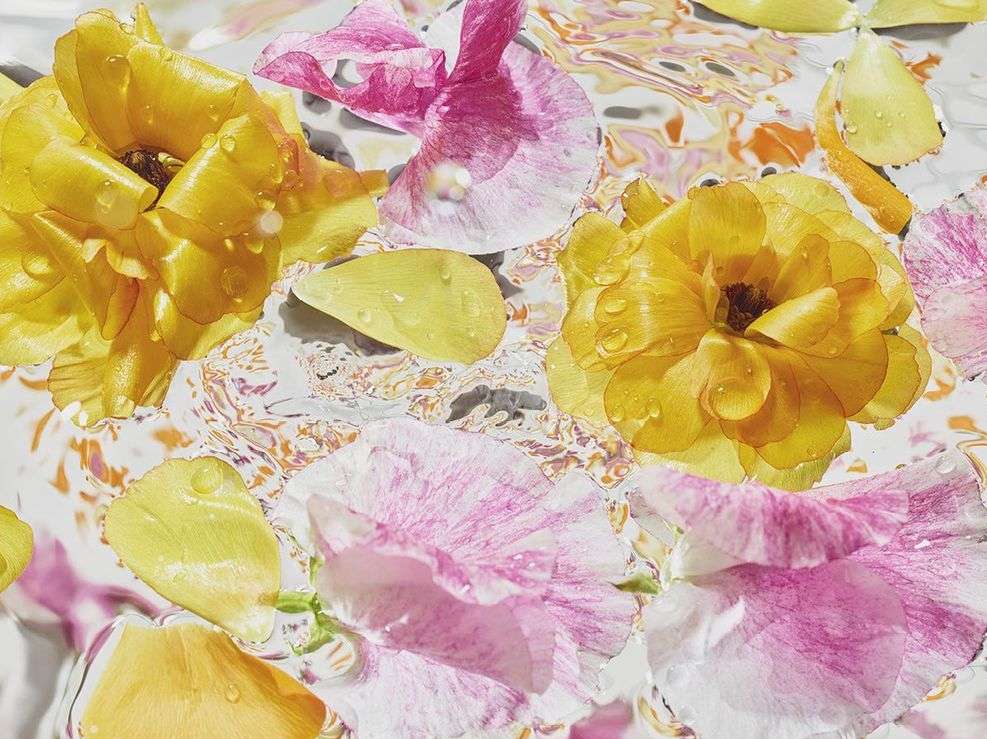 High-angle shot of vibrant yellow and pink ranunculus flowers and petals floating on the water's surface with a light abstract pattern.