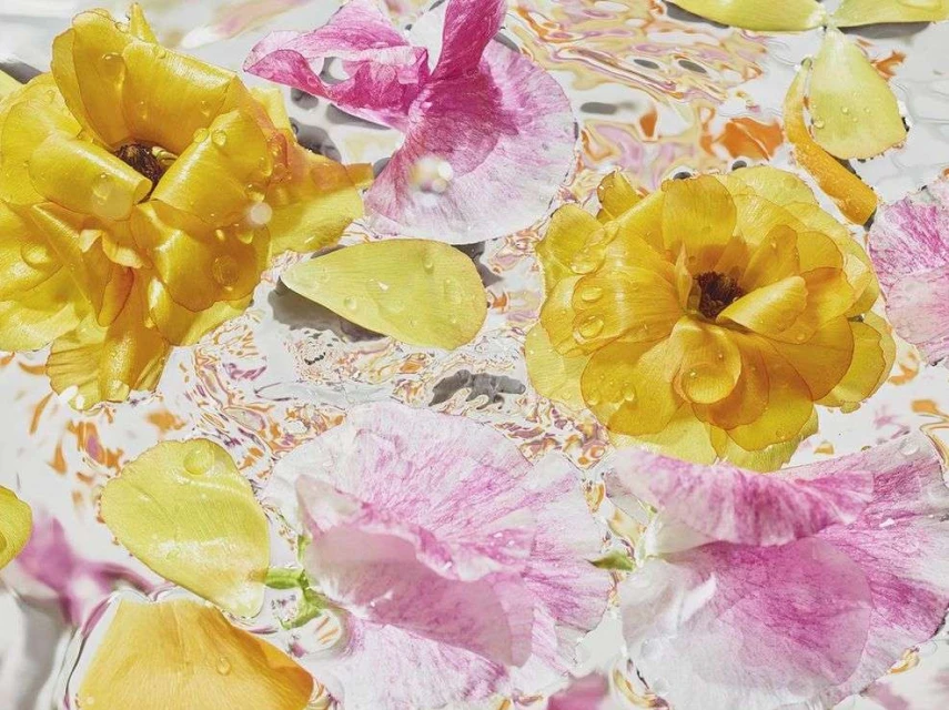 High-angle shot of vibrant yellow and pink ranunculus flowers and petals floating on the water's surface with a light abstract pattern.