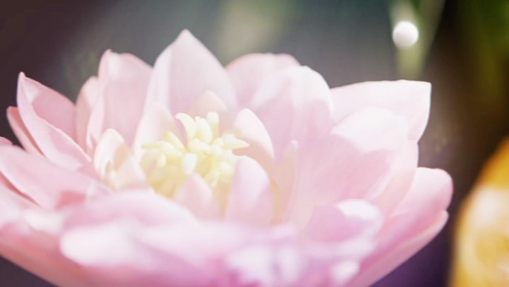 Close-up photo of a pink and yellow flower with visible petals and floral texture against a blurred background, flower photography.