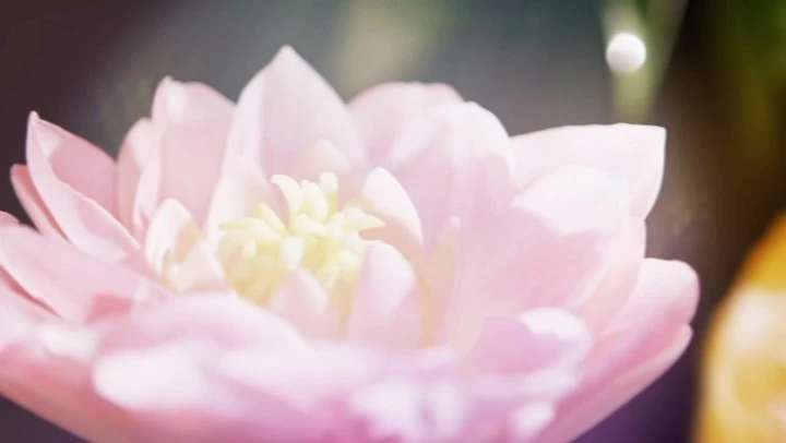 Close-up photo of a pink and yellow flower with visible petals and floral texture against a blurred background, flower photography.