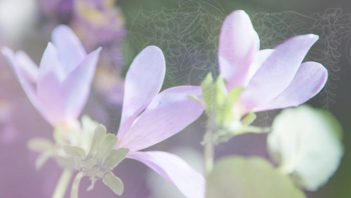 Soft, shallow focus close-up captures the delicate details of light pink flowers and green foliage, conveying a gentle, ethereal quality.