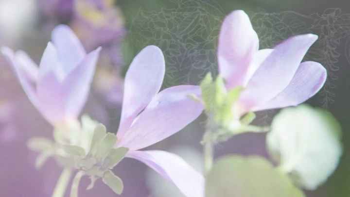 Soft, shallow focus close-up captures the delicate details of light pink flowers and green foliage, conveying a gentle, ethereal quality.