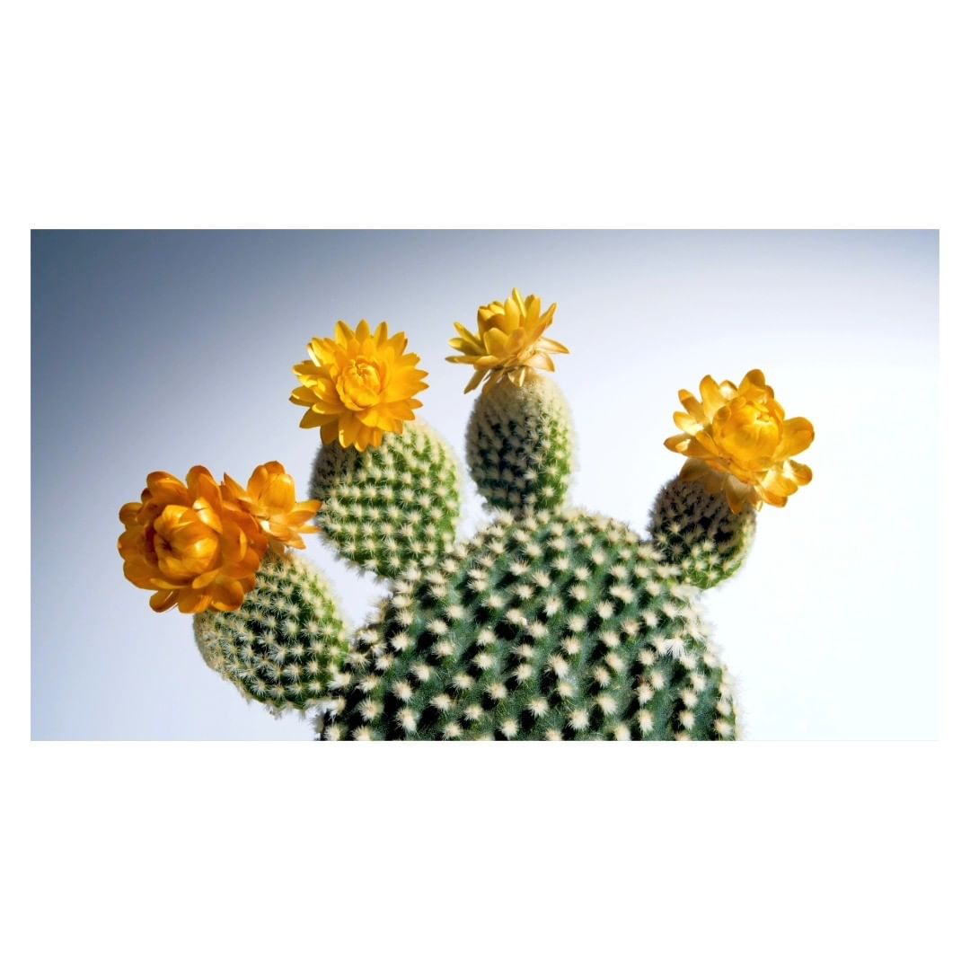Close-up of a blooming bunny ears cactus. The cactus is adorned with vibrant yellow flowers against a soft, gradient white-to-blue background.