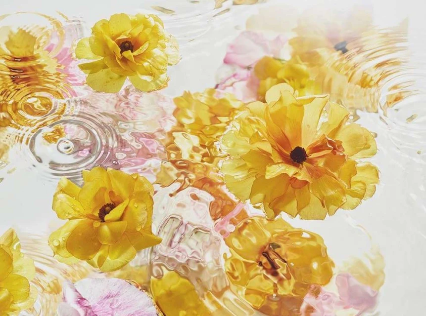 Close-up of yellow and pink ranunculus flowers floating in clear water with ripple patterns, creating a serene and natural scene.
