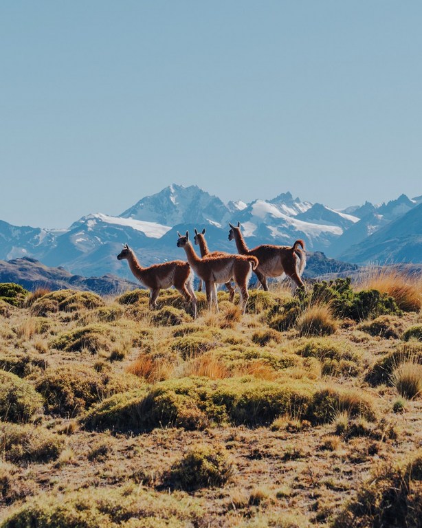 Three guanacos standing on a grassy hillside with snow-capped mountains in the background on a bright sunny day in Patagonia.